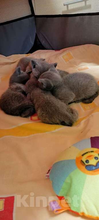 Кошки в Новосибирске: Котенок русской голубой  Девочка, 40 000 руб. - фото 2