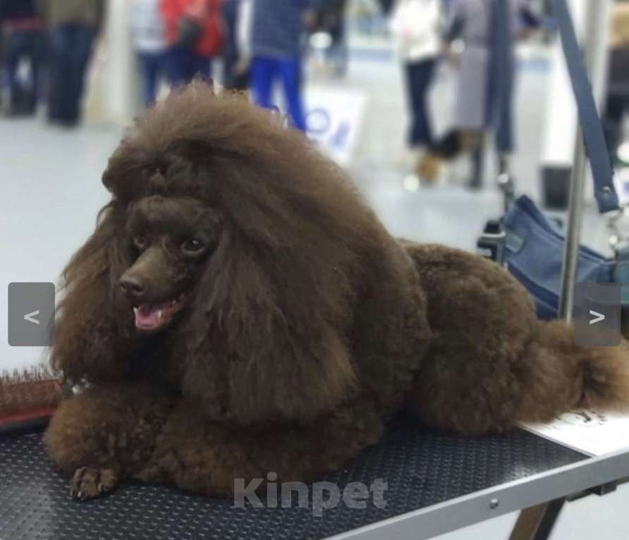 Собаки в Москве: Пудель миниатюра Мальчик, Бесплатно - фото 3