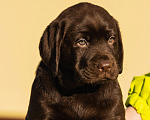 Собаки в Красноярске: Лабрадор ретривер щенки Мальчик, Бесплатно - фото 1