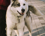 Собаки в Москве: Дружок ищет дом Мальчик, Бесплатно - фото 2