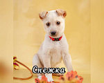 Собаки в Москве: Красивые щенки в дар, Бесплатно - фото 1