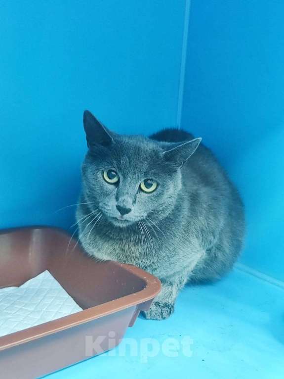 Кошки в Москве: Красавица Элли. Кошка на выпуск на улицу Девочка, Бесплатно - фото 4