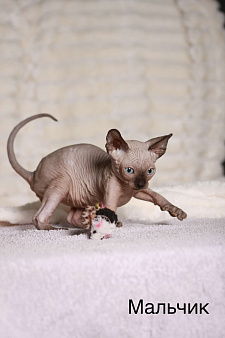 Продаю котят канадского сфинкса