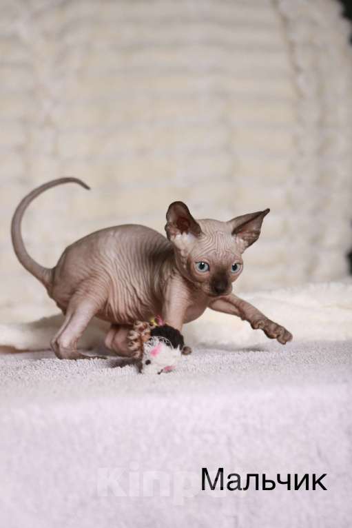 Кошки в других городах Московской области: Продаю котят канадского сфинкса Мальчик, 25 000 руб. - фото 1
