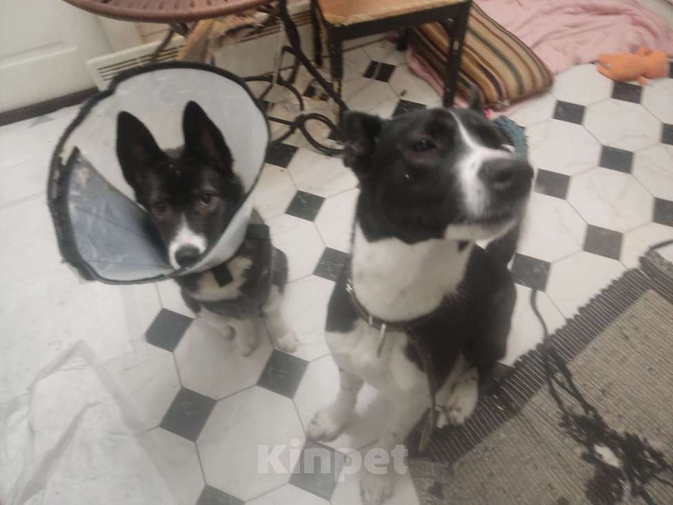 Собаки в Санкт-Петербурге: Ищем хозяина Мальчик, Бесплатно - фото 5