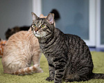 Кошки в Москве: котик Пьер Кюри в добрые руки Мальчик, Бесплатно - фото 6