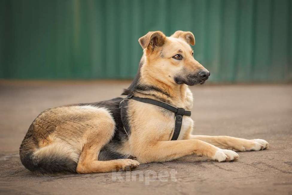 Собаки в Москве: Дионис Мальчик, Бесплатно - фото 2