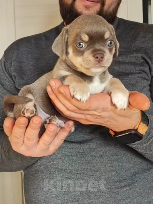 Собаки в Саратове: Шенок Чихуахуа Мальчик, 25 000 руб. - фото 1