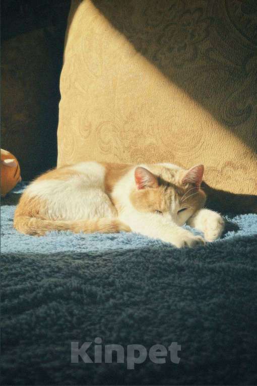 Кошки в Бирске: пропал кот Мальчик, 1 000 руб. - фото 1