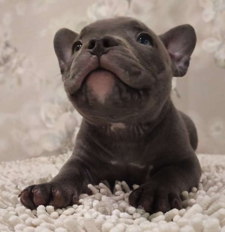 Собаки в Новосибирске: щенки американского булли Разнополые, Бесплатно - фото 3