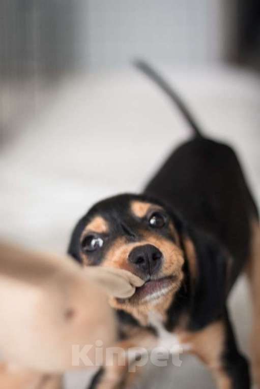 Собаки в Москве: Зиппи ищет своего человека Девочка, Бесплатно - фото 2