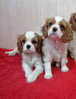 Кавалер Кинг Чарльз спаниель Мини 2,5 мес. 