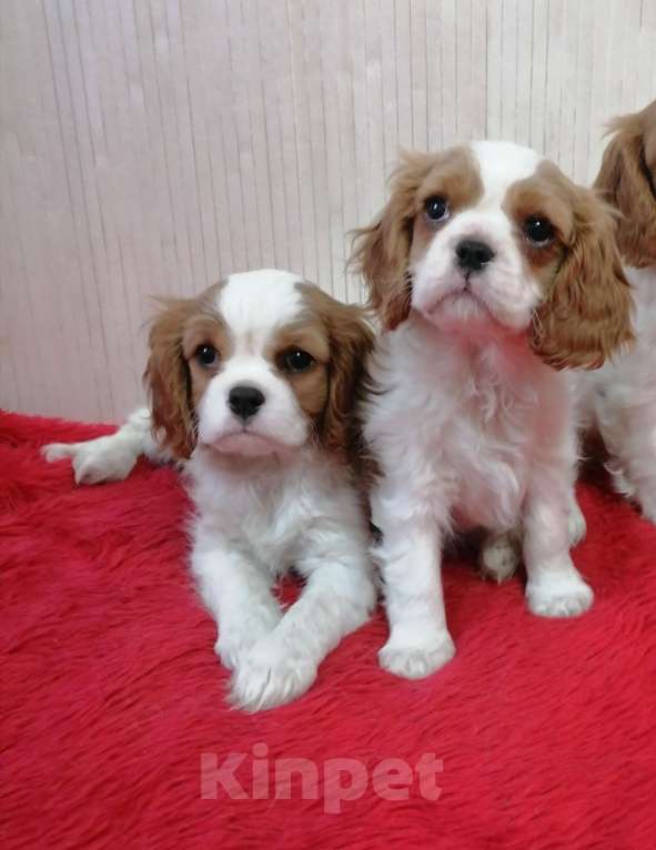 Собаки в Москве: Кавалер Кинг Чарльз спаниель Мини 2,5 мес.  Мальчик, 90 000 руб. - фото 1