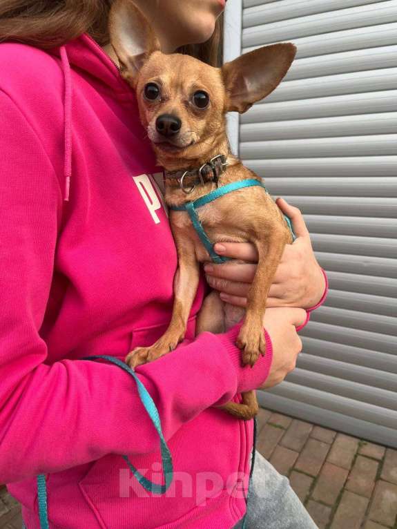 Собаки в Краснодаре: в добрые руки Мальчик, 1 руб. - фото 1