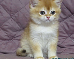 Кошки в Москве: шотландская  золотая шиншилла - мальчик Мальчик, Бесплатно - фото 2