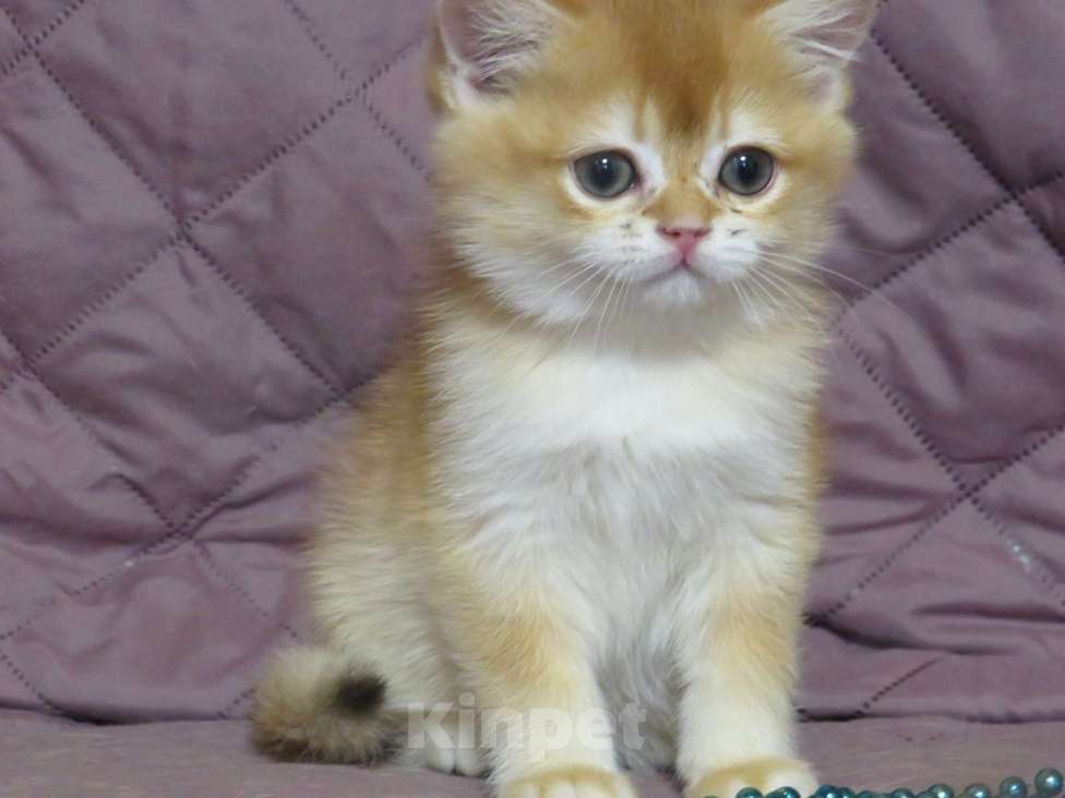 Кошки в Москве: шотландская  золотая шиншилла - мальчик Мальчик, Бесплатно - фото 2