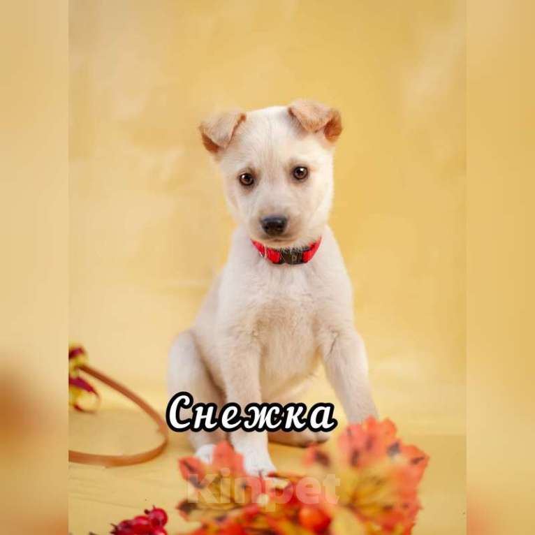 Собаки в Москве: Красивые щенки в дар, Бесплатно - фото 1