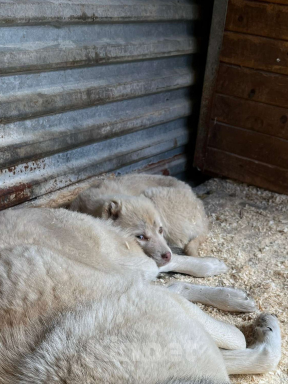 Собаки в Ногинске: Щенок с обрезанными ушами ищет дом Мальчик, Бесплатно - фото 3