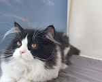Кошки в Ступино: Шотландская прямоухая кошка (хайленд страйт)  Девочка, Бесплатно - фото 1