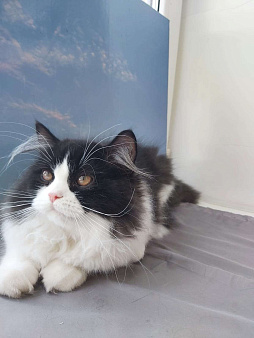 Объявление: Шотландская прямоухая кошка (хайленд страйт) , Бесплатно, Ступино
