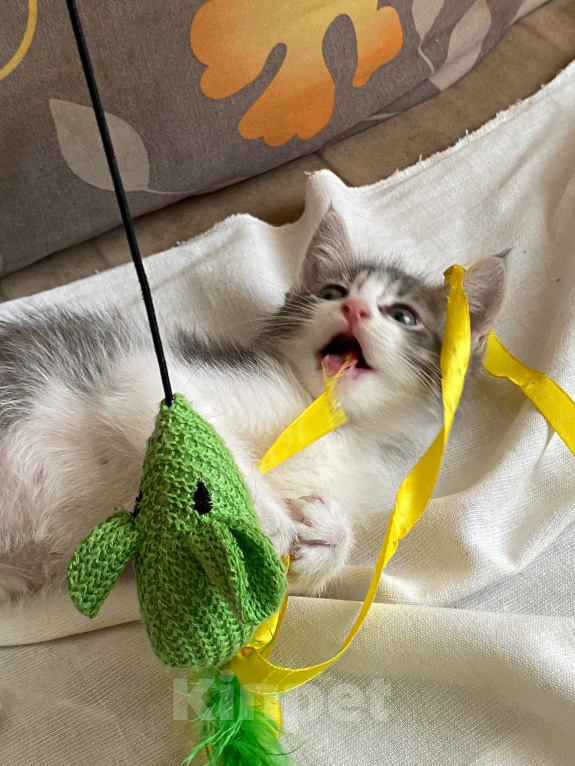 Кошки в Нижнем Новгороде: Котенок в добрые руки Мальчик, Бесплатно - фото 6