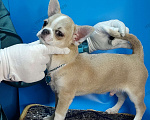 Собаки в Москве: Мальчик с голубеньким носиком Мальчик, 20 000 руб. - фото 5