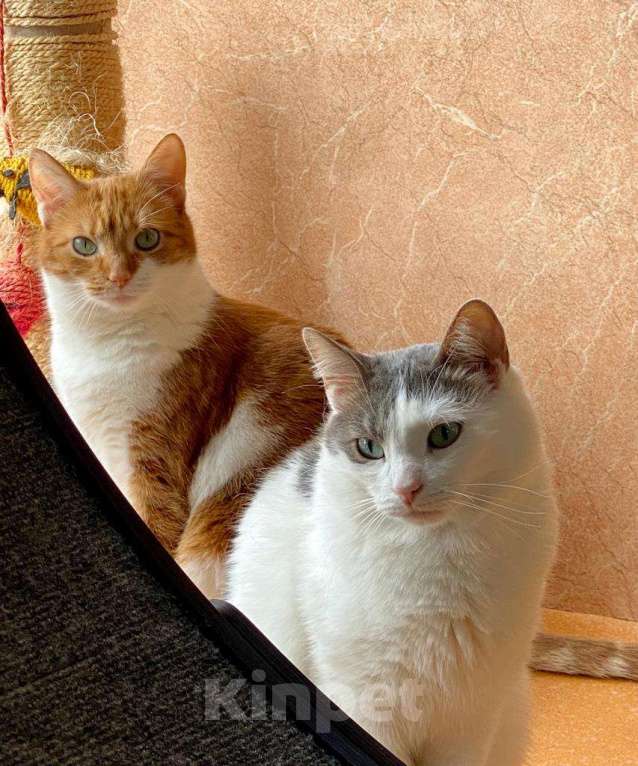 Кошки в Москве: пятый год поисков дома для: Девочка, Бесплатно - фото 5