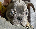 Собаки в Энгельс: породистые щенки французского бульдога Разнополые, 75 000 руб. - фото 8