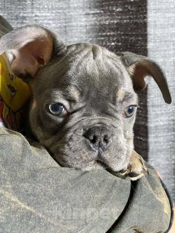 Собаки в Энгельс: породистые щенки французского бульдога Разнополые, 75 000 руб. - фото 8