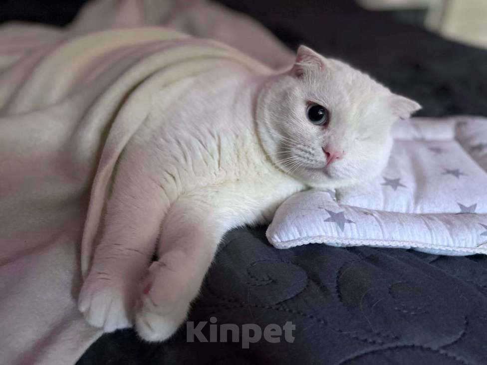 Кошки в Москве: Ласковый шотландский кот Маугли Мальчик, Бесплатно - фото 5