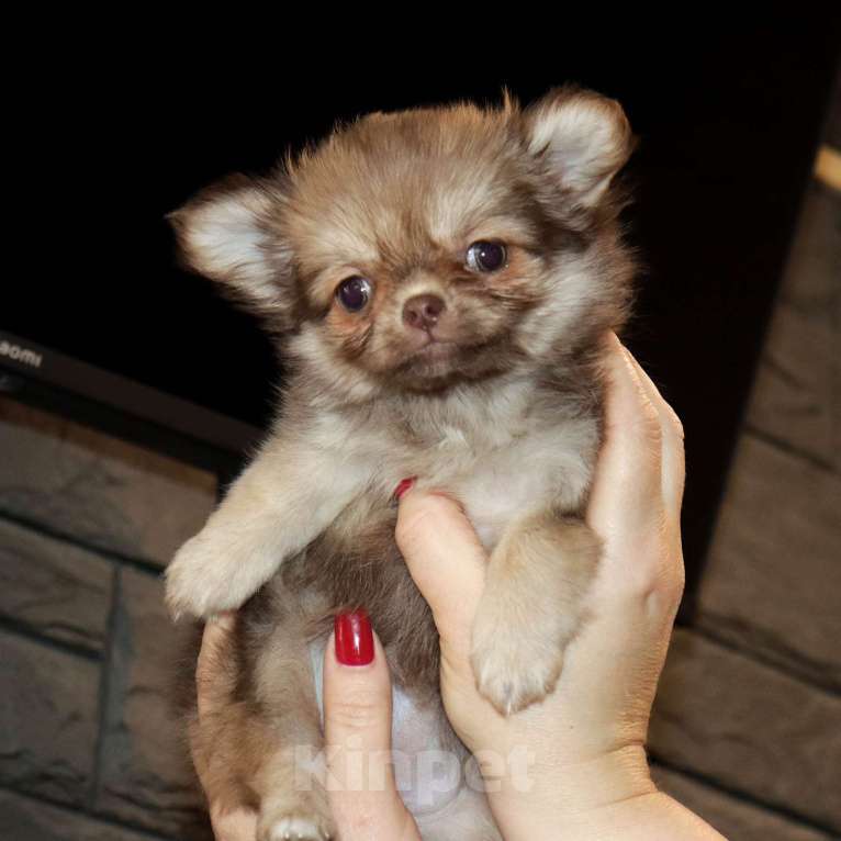 Собаки в Москве: кукольная ДЕВОЧКА Девочка, 100 000 руб. - фото 4