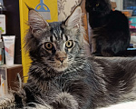 Кошки в Москве: Мальчик Мейн кун Мальчик, 25 000 руб. - фото 2