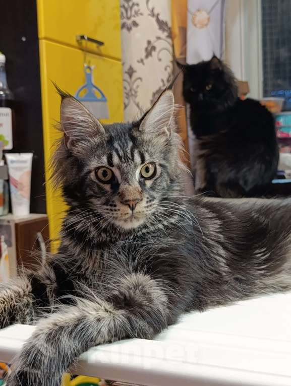 Кошки в Москве: Мальчик Мейн кун Мальчик, 25 000 руб. - фото 2