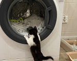 Кошки в Краснодаре: Черно-белый котик Мальчик, Бесплатно - фото 7