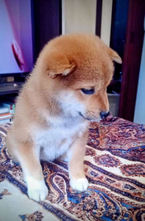 Собаки в других городах Ленинградской области: Великолепные щенки породы Сиба-ину Девочка, Бесплатно - фото 5