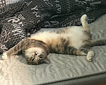 Кошки в Томске: Коты Девочка, Бесплатно - фото 5