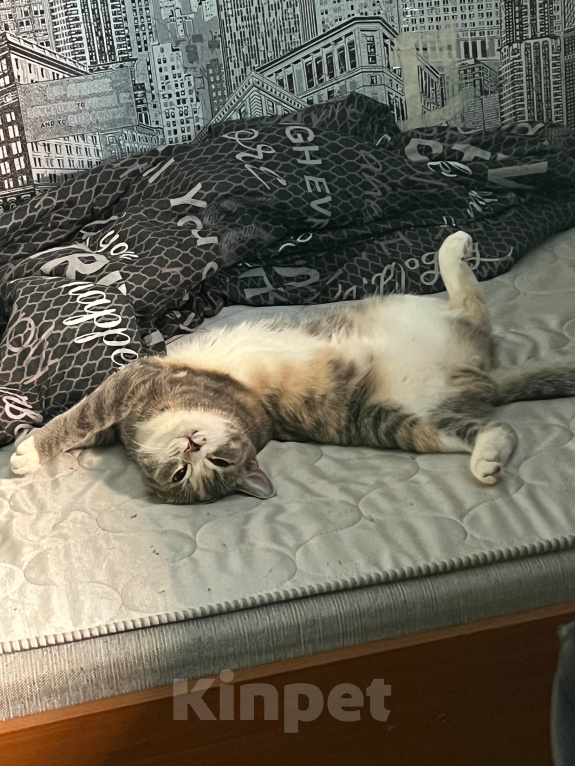 Кошки в Томске: Коты Девочка, Бесплатно - фото 5