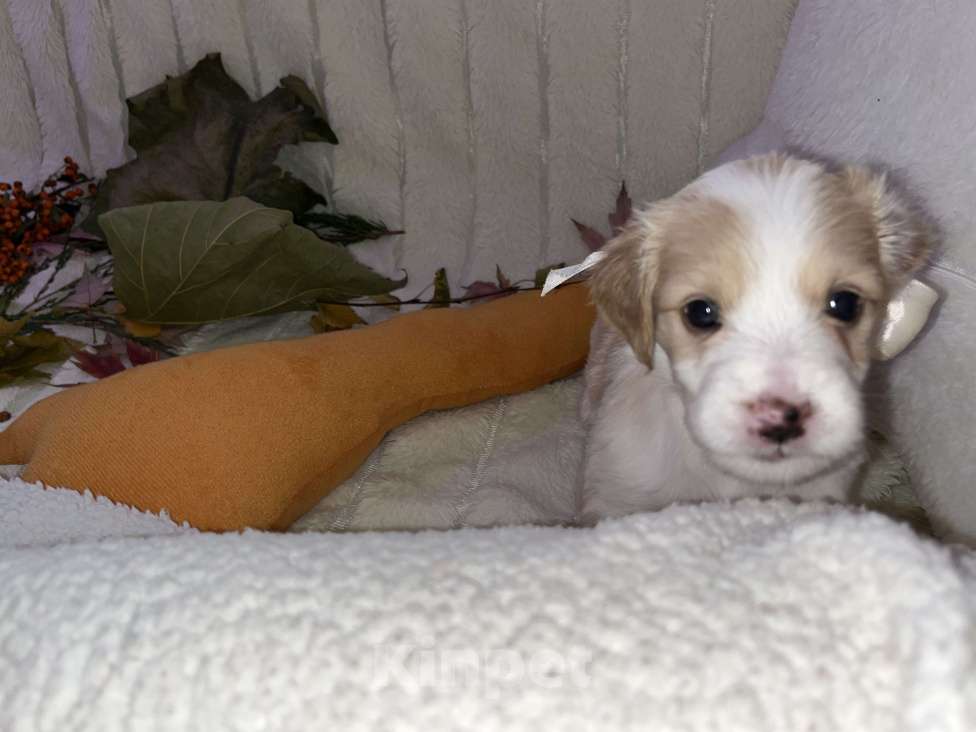 Собаки в Краснодаре: Малыш эстонской гончей  Девочка, 3 000 руб. - фото 9