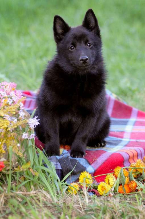Собаки в других городах Московской области: красивый и перспективный Мальчик, 80 000 руб. - фото 5