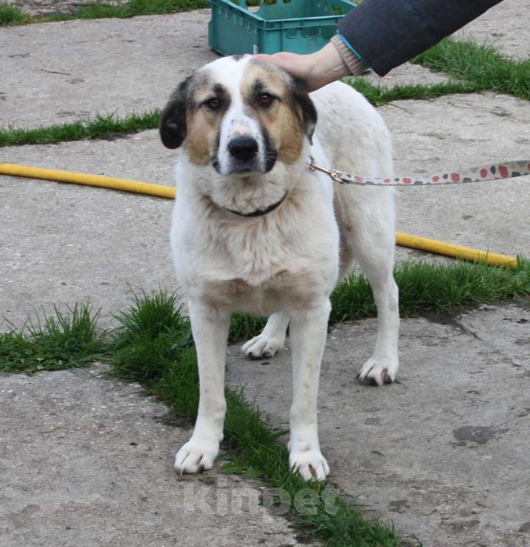 Собаки в Москве: Большая, добрая собака Жасмин в поиске любящей семьи Девочка, Бесплатно - фото 6