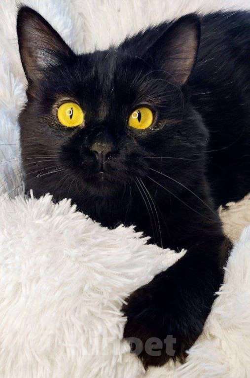 Кошки в Долгопрудном: Красотка Мишель ждёт своего человека Девочка, Бесплатно - фото 2