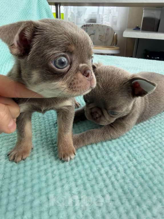 Собаки в Ижевске: Щенок чихуахуа Мальчик, 70 000 руб. - фото 3