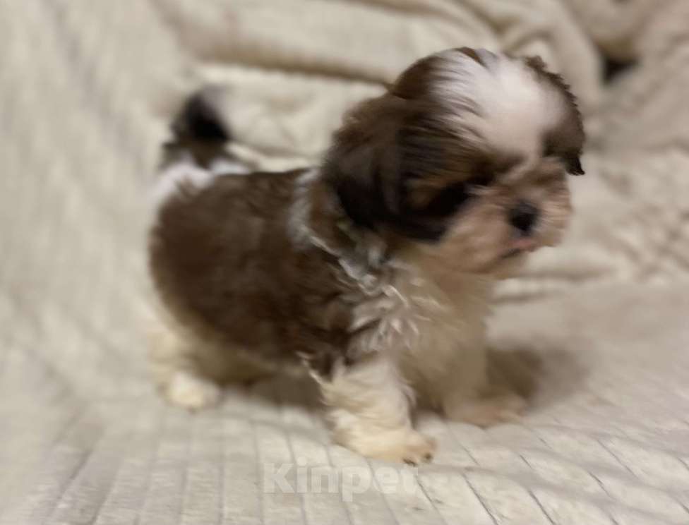 Собаки в Санкт-Петербурге: Очаровательная девочка ши тцу  Девочка, 35 000 руб. - фото 10