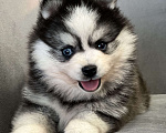 Собаки в Санкт-Петербурге: Шикарный мальчик помски  Мальчик, Бесплатно - фото 2
