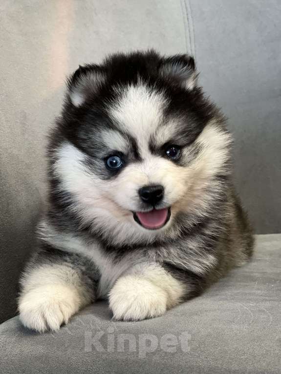 Собаки в Санкт-Петербурге: Шикарный мальчик помски  Мальчик, Бесплатно - фото 2