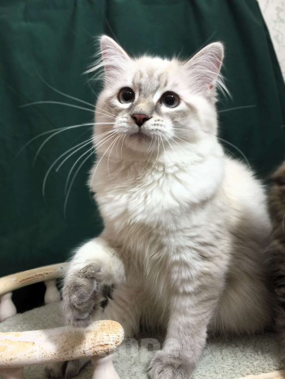 Кошки в Санкт-Петербурге: Невский маскарадный кот  Мальчик, 45 000 руб. - фото 3