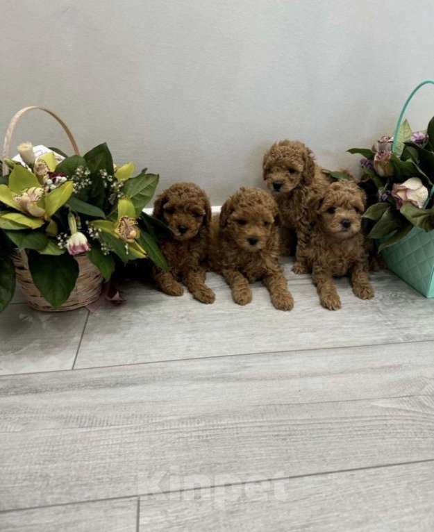 Собаки в Москве: Пудель Девочка, 50 000 руб. - фото 1