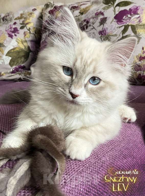 Кошки в Санкт-Петербурге: Невский маскарадный котенок Мальчик, 48 000 руб. - фото 2