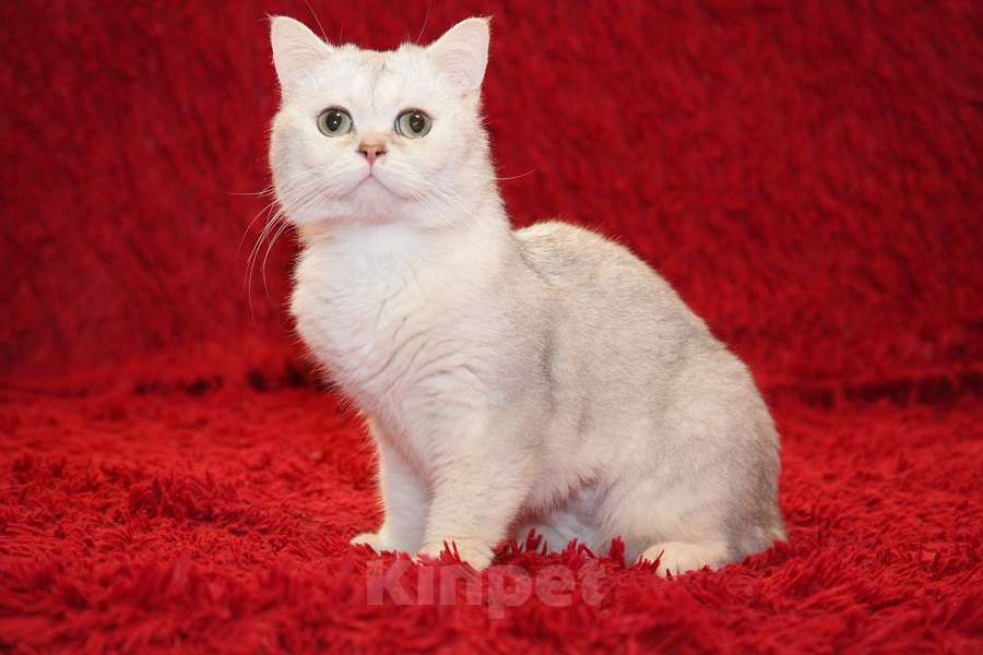 Кошки в Москве: Британский кот Маффин ищет дом! Мальчик, 1 руб. - фото 1