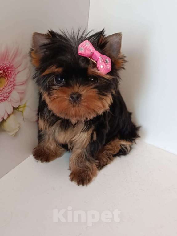 Собаки в других городах Московской области: Крошка Элис Девочка, 90 000 руб. - фото 5